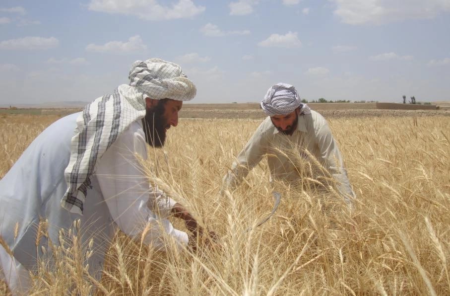 عربستان له افغانستان سره د کرنې او خوراکي خونديتوب لپاره یو میلیون ډالره مرسته اعلان کړه