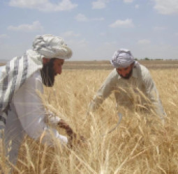 عربستان له افغانستان سره د کرنې او خوراکي خونديتوب لپاره یو میلیون ډالره مرسته اعلان کړه