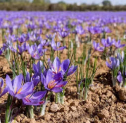 د افغانستان د زعفرانو صادراتو کې زیاتوالی