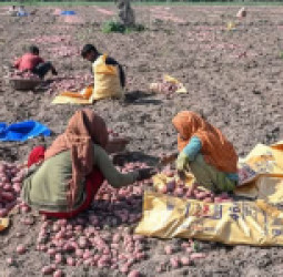 اسلام‌اباد : د لارو بندېدو اقتصادي څپه؛ پاکستان ته د سلګونو میلیونو ډالرو زیان اندېښنه