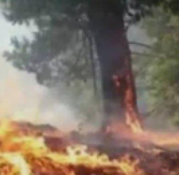 په نورستان کې د کامدیش د ښکلو ځنګلونو سوځېدنه؛ اور لاهم نه دی مړ شوی