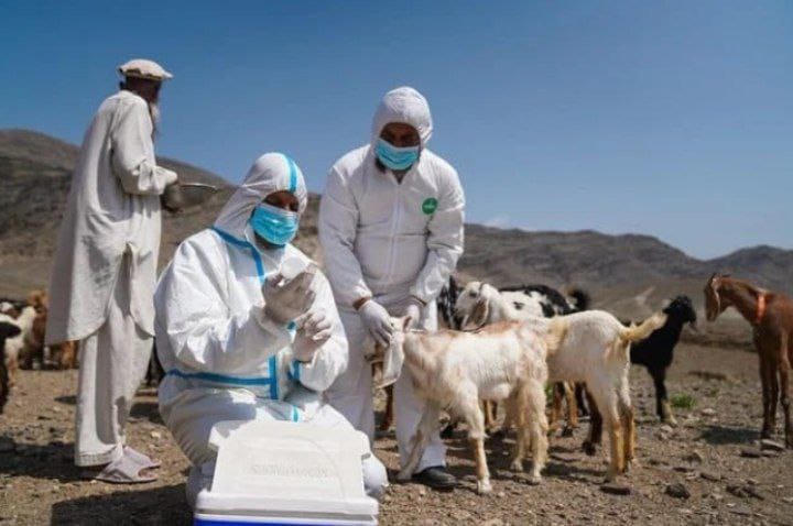 د کوچنیو څارويو طاعون؛ په افغانستان کې د ۲۱ میلیونو څارويو ژوند له جدي خطر سره مخ