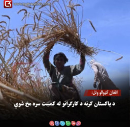 د افغان کډوالو وتل : د پاکستان کرنه د کارګرانو له کمښت سره مخ شوې