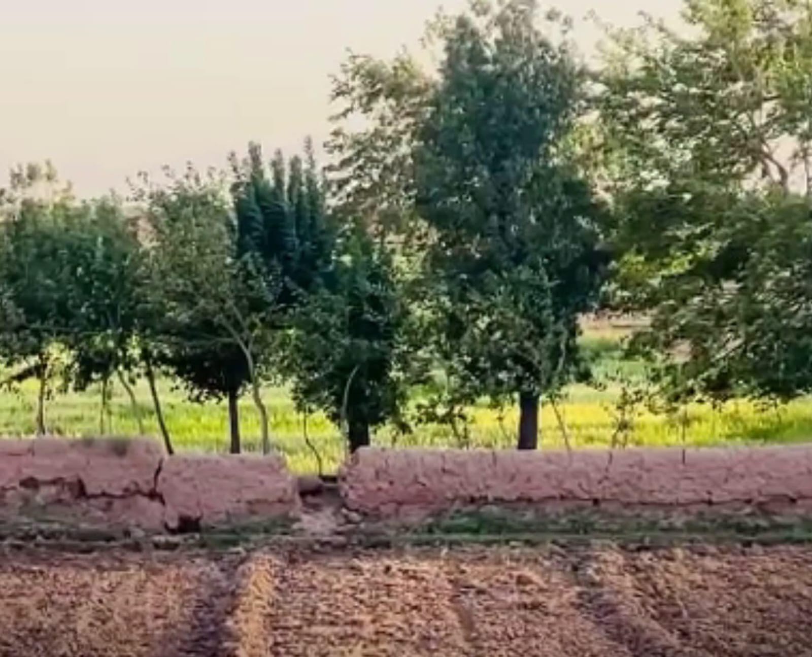 د هرات بڼوال: د اوبو کمښت او د سرې لوړې بیې مو عایدات کم کړي