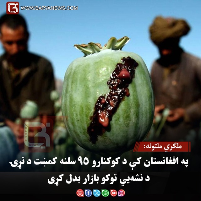 ملګري ملتونه: په افغانستان کې د کوکنارو ۹۵ سلنه کمښت د نړۍ د نشه‌يي توکو بازار بدل کړی