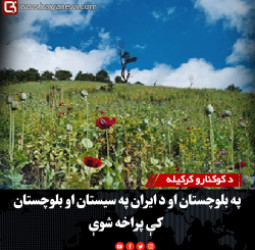 راپور: د کوکنارو کرکیله په بلوچستان او د ایران په سیستان او بلوچستان کې پراخه شوې