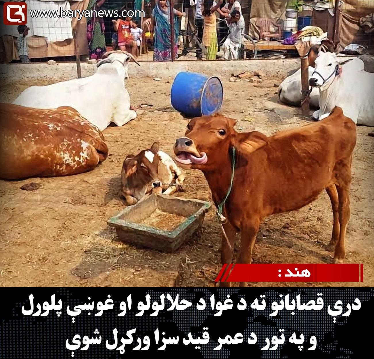 هند :  درې قصابانو ته د غوا د حلالولو او غوښې پلورلو په تور د عمر قید سزا ورکړل شوې