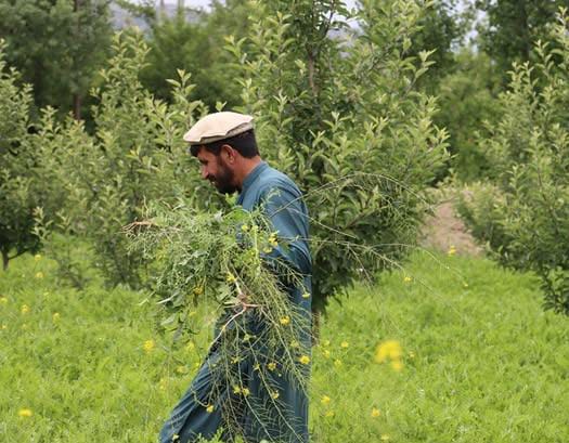 افغان بزګران :  د اوبو سپما او د کرنیزو حاصلاتو د ضایعاتو کمولو لپاره نوې لارې چارې کاروي
