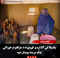 افغانستان: پکتیکا کې ۵۴ اړمنو کورنیو ته د چرګانو او خوراکي توکو مرسته ووېشل شوه